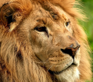 lion