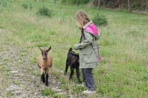 chèvre ferme des chardons cantal