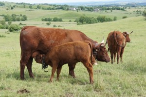 vache salers trait