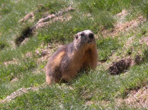 25_marmotte