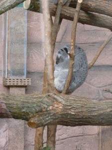 Koala - Zoo de Beauval