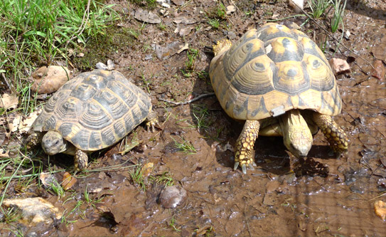 Le village des Tortues à Gonfaron (Var)