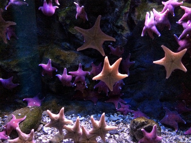 aquarium gênes Italie