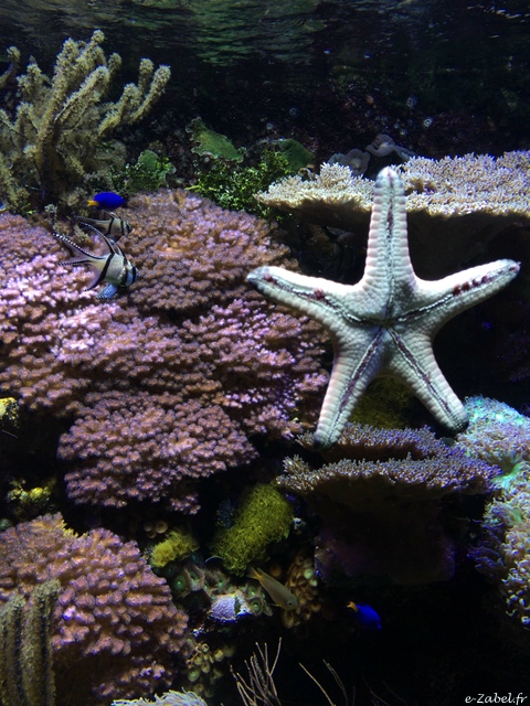 etoile mer genes aquarium