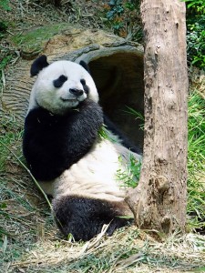 panda-yeux cerné