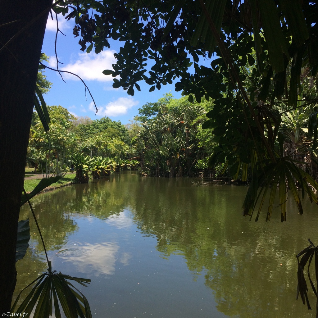 jardin pamplemousse